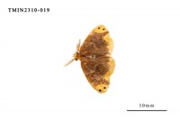 藏品(雙斑黃毒蛾)的圖片